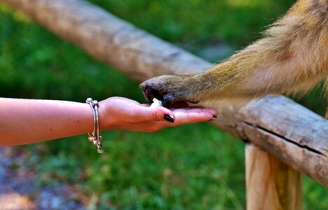 Monkey mountain salem animal wild animal photo