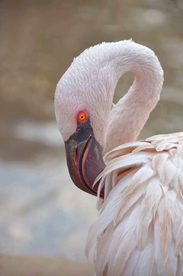 Looking bird pink bird