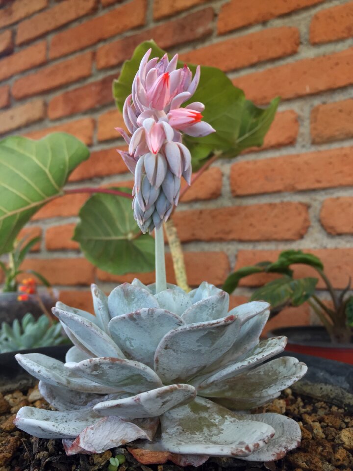 Nature garden decoration