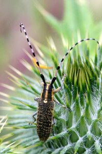 Longhorn beetle insects field photo