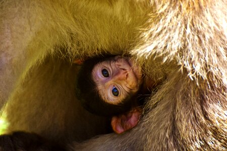 Monkey mountain salem animal wild animal