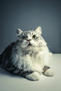 Persian breed black grey pets