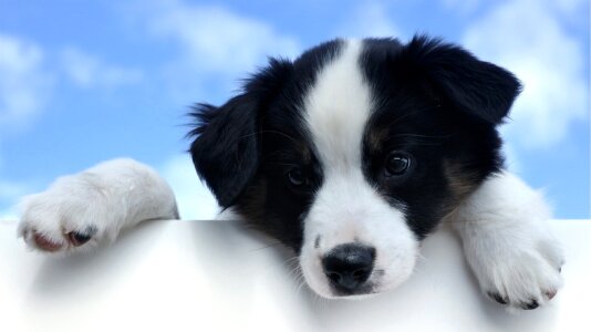 Canine playful looking
