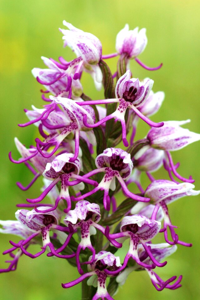 Orchis simia flowers scrubland photo