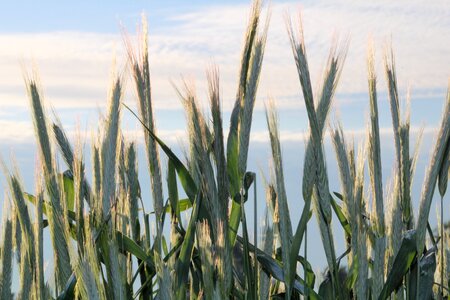 Sky field harvest