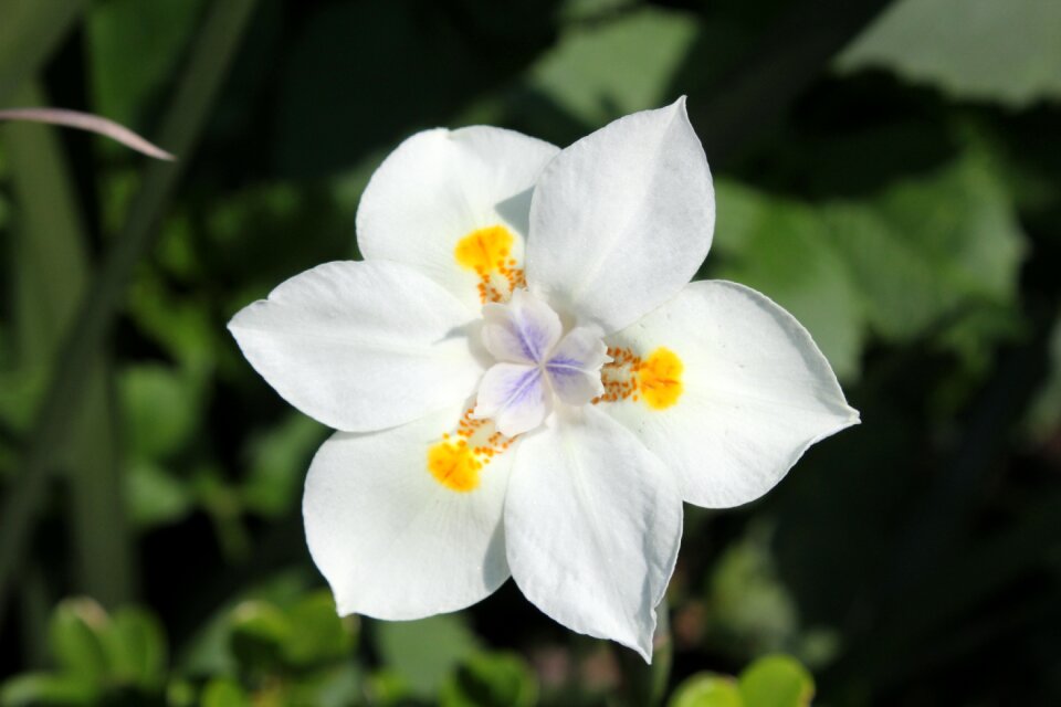 White flowers spring garden
