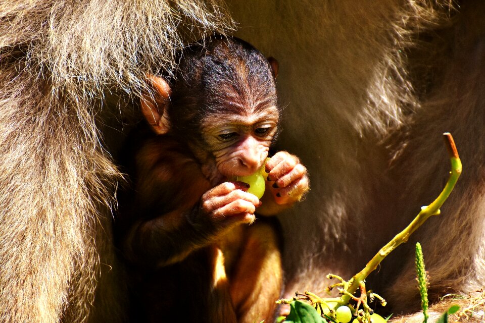 Eat monkey mountain salem animal