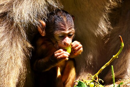 Eat monkey mountain salem animal