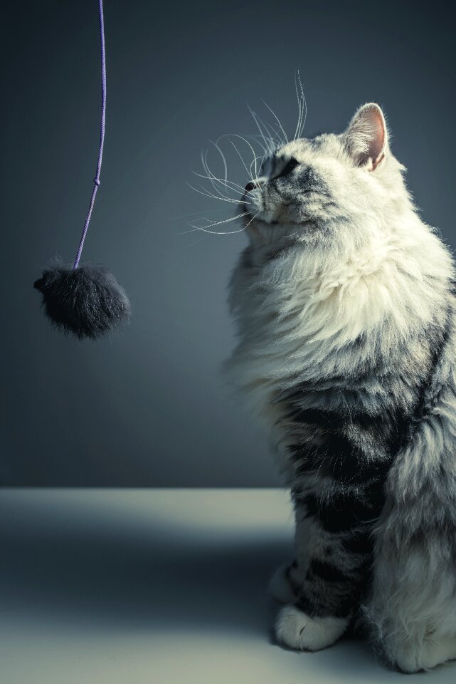 Pets naughty sat