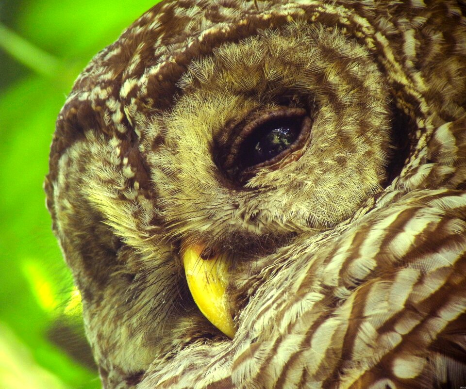 Nature portrait close up photo