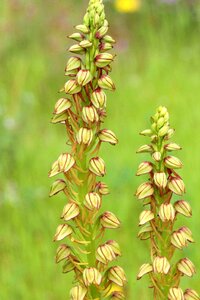Aceras antropophorum orchid field