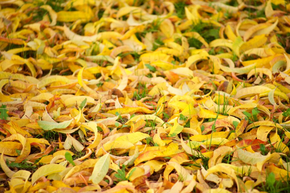 Autumn leaves nature dead leaf