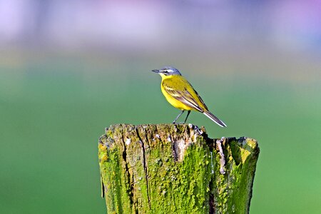 Yellow wagtail songbirds meadow birds