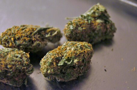 Weed cannabis leaf photo