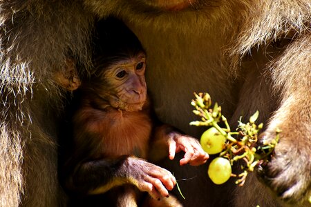 Eat monkey mountain salem animal