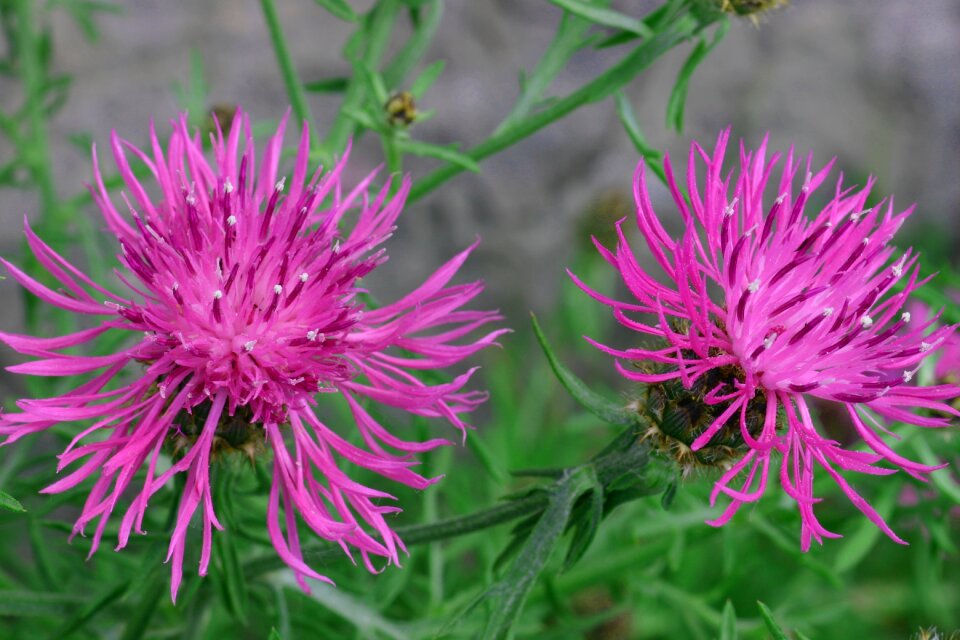 Knapweed clape flowers