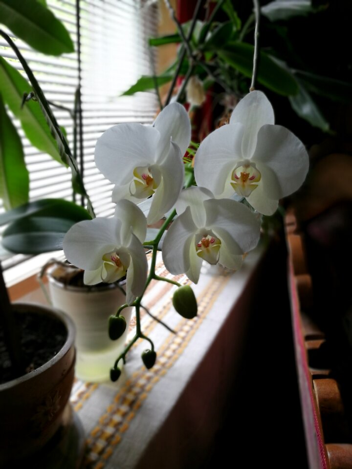 Flower white beautiful