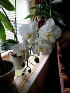 Flower white beautiful