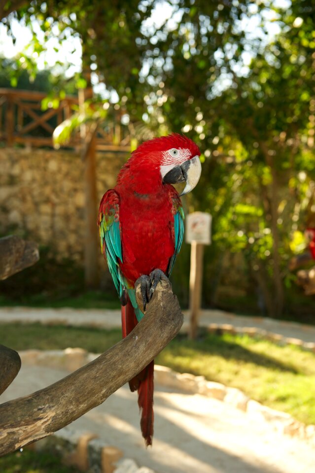 Parrot bird red