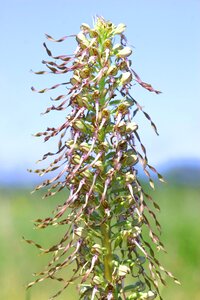 Orchis goat orchid clape