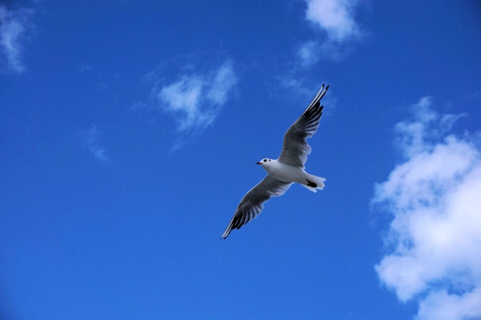 Water bird water bird