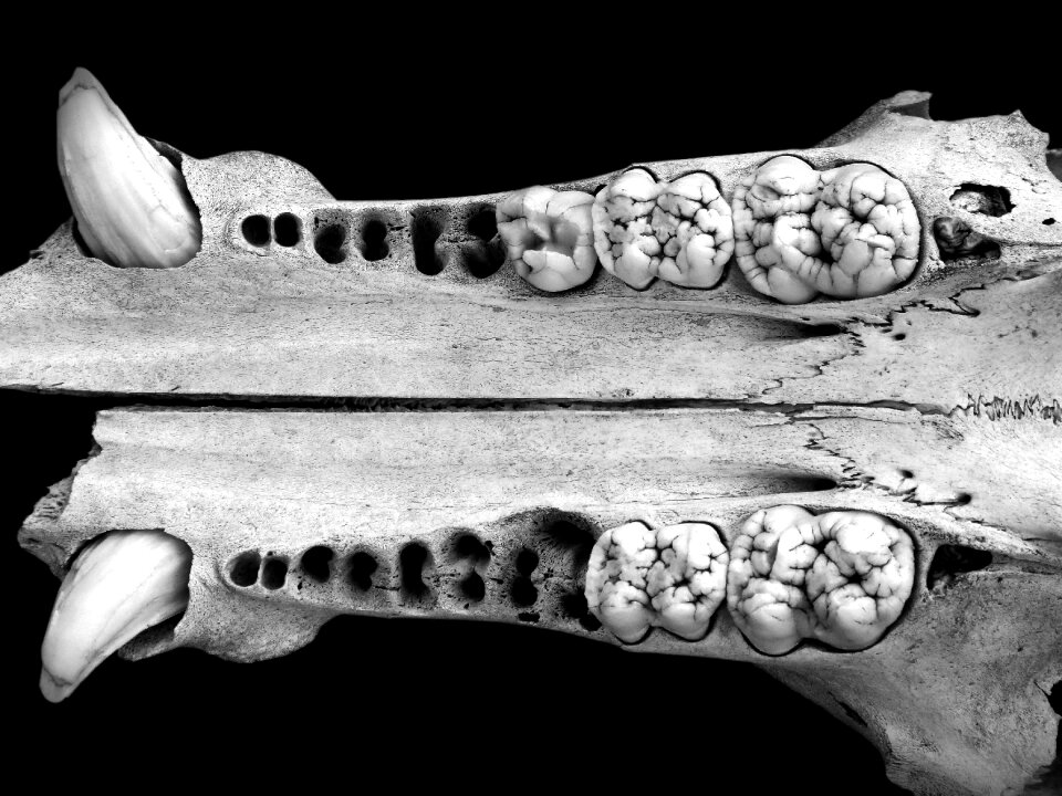 Skull wild pig bones