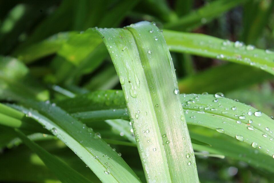 Leaf leaves plant photo