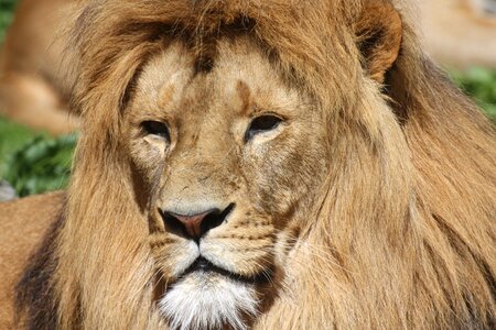 Lion lion's mane animals photo