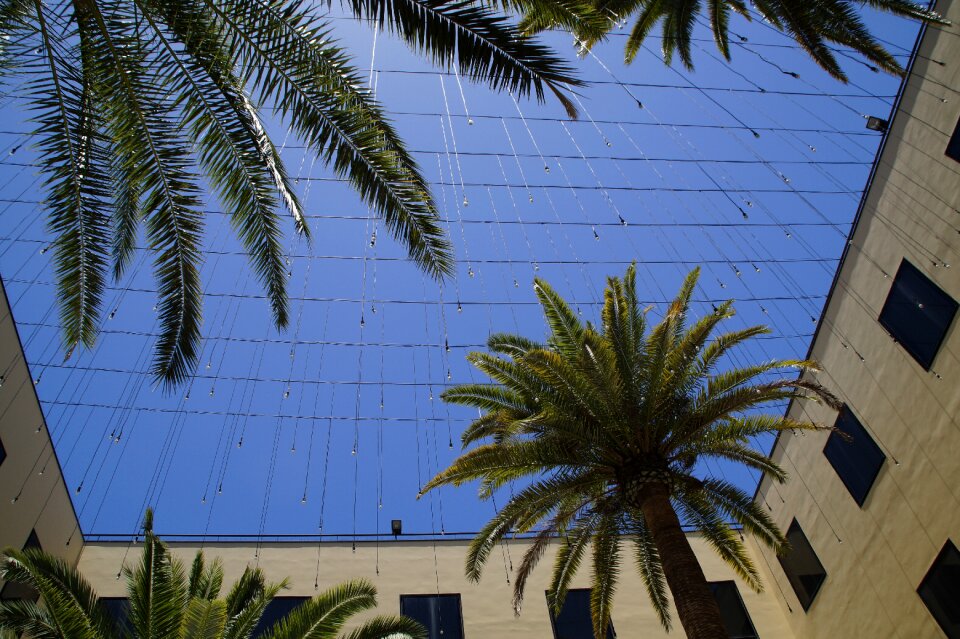 Building mediterranean palm trees