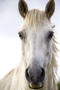 Ireland horse white photo