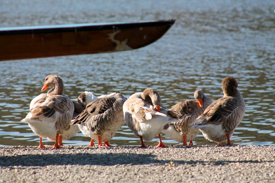 Sail ducks lacquer