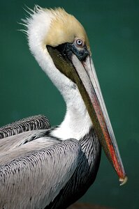 Tropical water bird nature