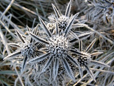 Morning frost crystal