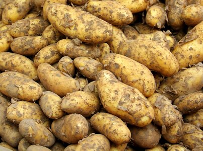 Young potato healthy market photo