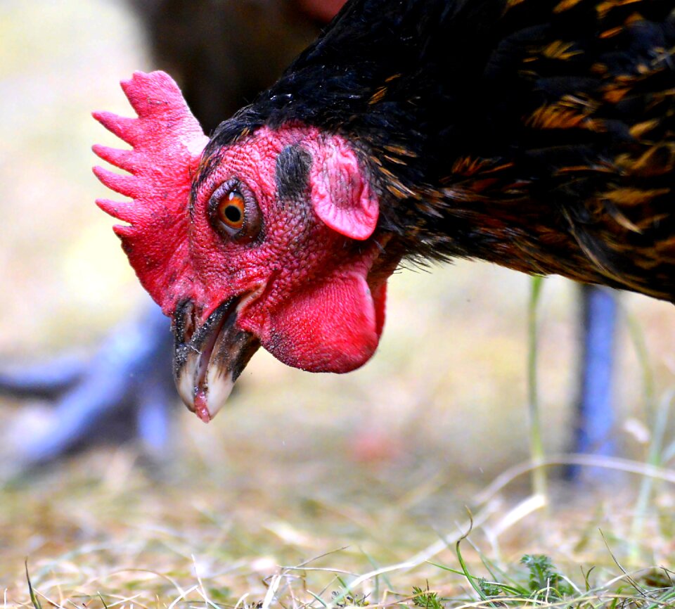 Feather bird animal