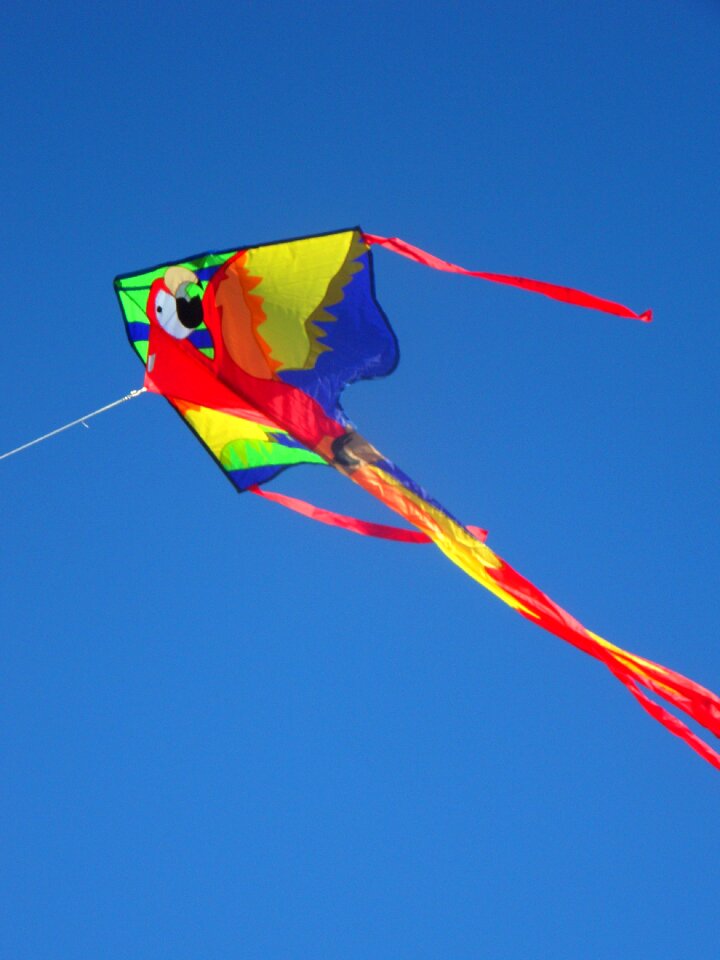 Colorful ara flying