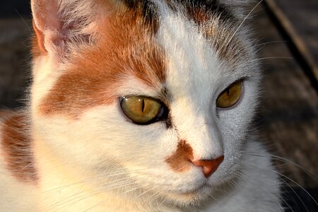 Pet close up cat's eye photo