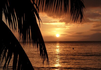 Palm trees beach golden photo