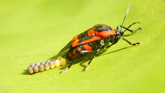 Nature red reproduction