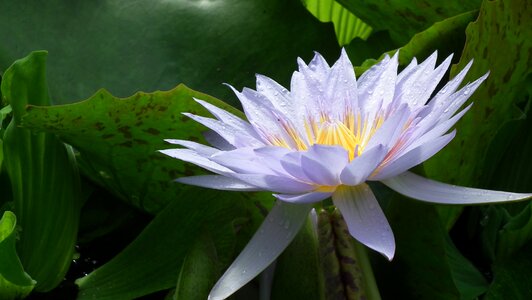 Edinburgh botanical gardens