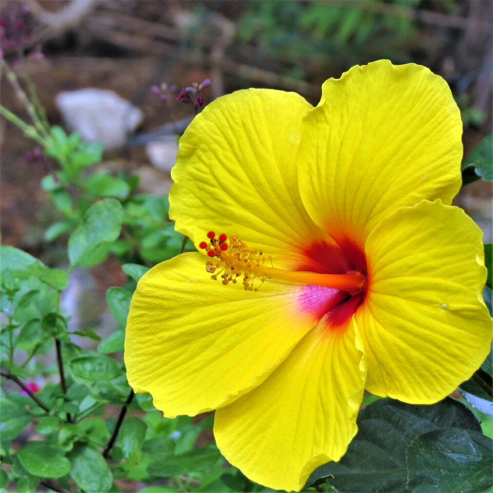 Flower green colorful