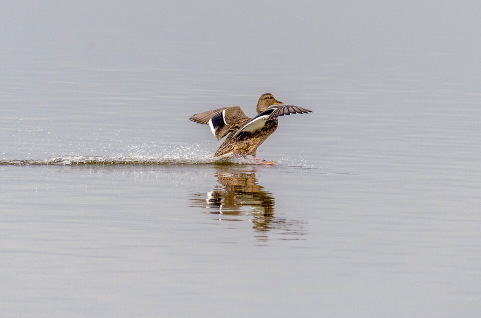 Wildlife lake reflection