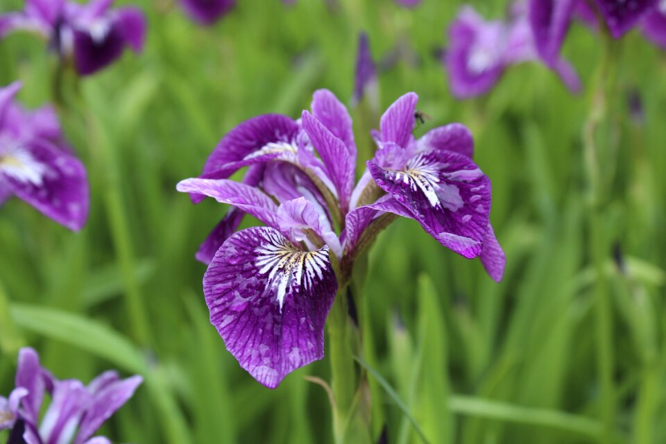 Iris irideae haveiris