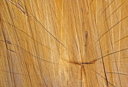 Wood lumber timber photo