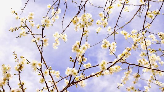 Spring flower's background