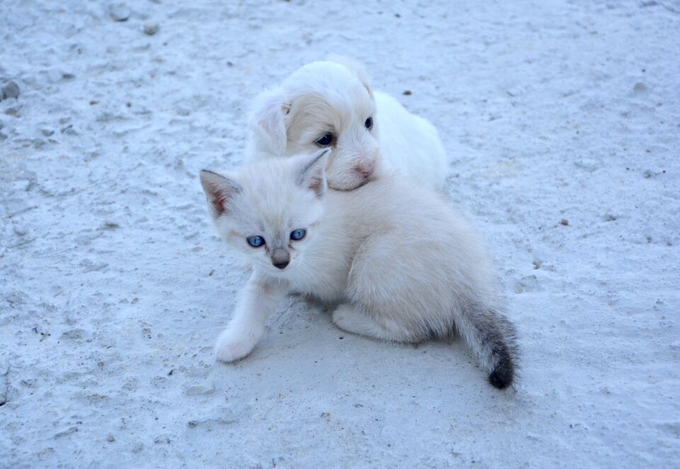 Kitten animals domestic animal