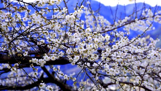 Spring flower's background photo
