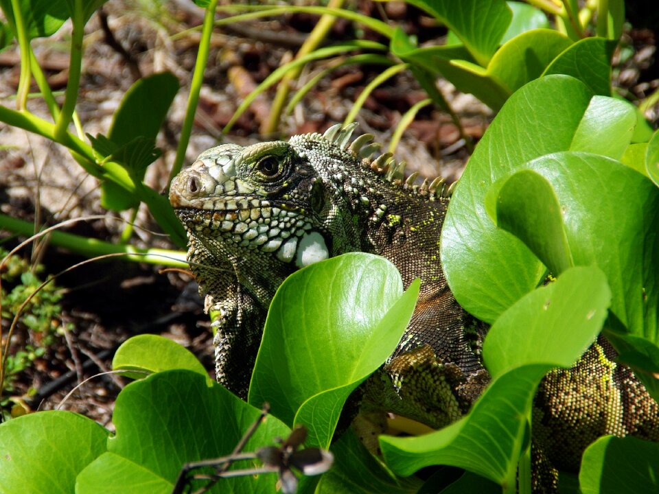 Fauna wild animal the iguanidae family