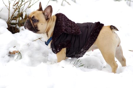 Bulldog snow jacket photo