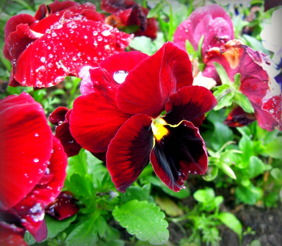 Flowers burgundy flower bed